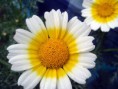 Crisantemo silvestre o flor del muerto